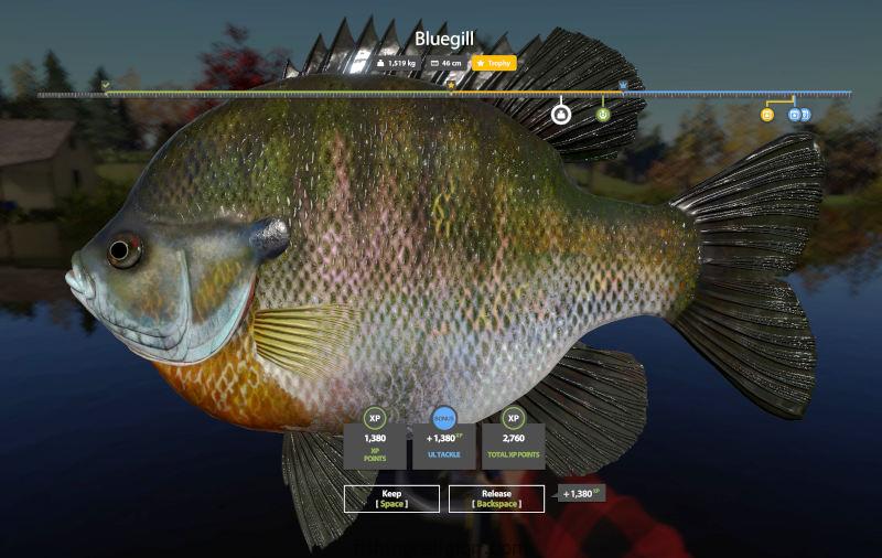 Russian Fishing 4 trophy fish bluegill